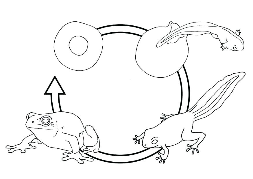 875x620 Frog Coloring Pages For Preschoolers S S Frog Life Cycle Coloring