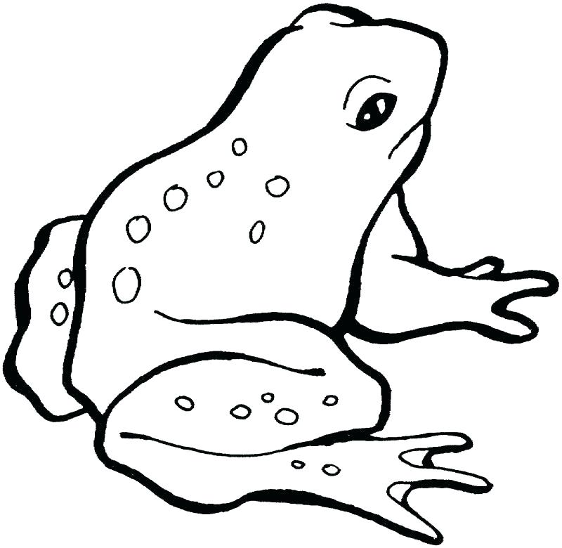 800x780 Frog Coloring Book Frog For Coloring Frog Coloring Pages Prints