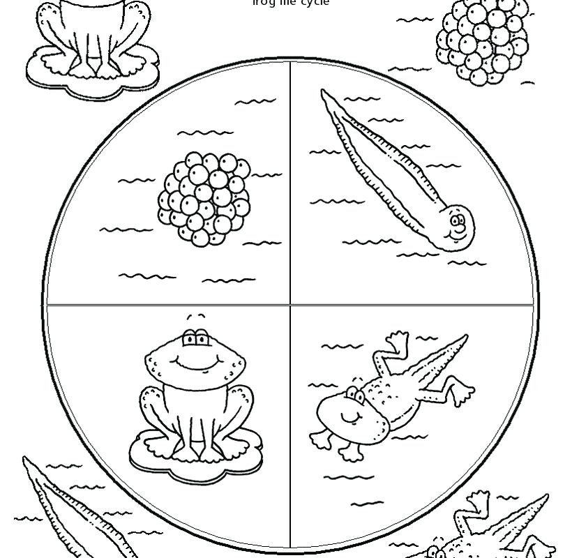 830x800 Life Cycle Ofnimals Coloring Page Printable Frog Pages Free