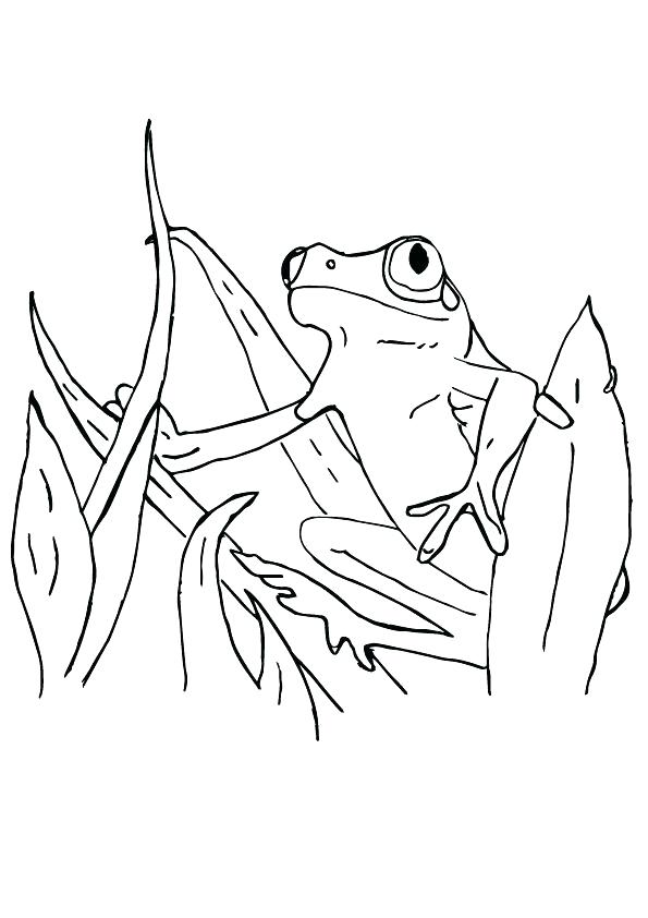 595x842 Tadpole Coloring Page Tadpole Coloring Page Red Eye Tree Frog