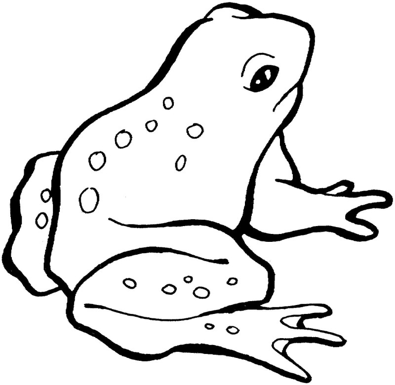 800x780 Frog Coloring Page New Free Printable Frog Coloring Pages For Kids