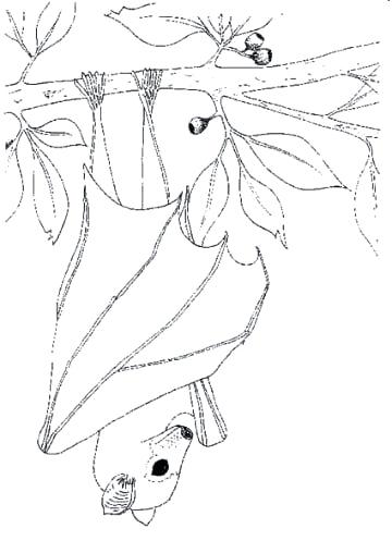 360x497 Stellaluna Coloring Page Explore Bat Coloring Pages Preschool