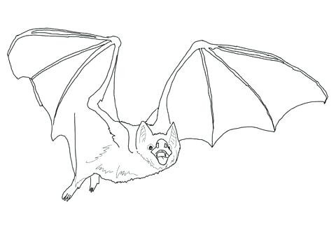 480x336 Bat Coloring Pages Free