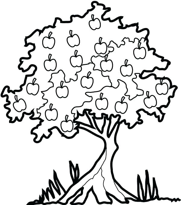 600x680 Coloring Page Apple Fruit Coloring Pages For Preschoolers Apple