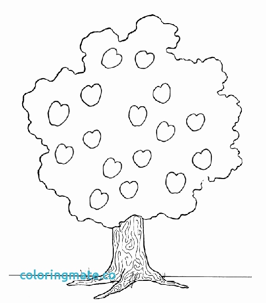 540x616 Fruit Tree Coloring Page Images Tree Printable Coloring Page