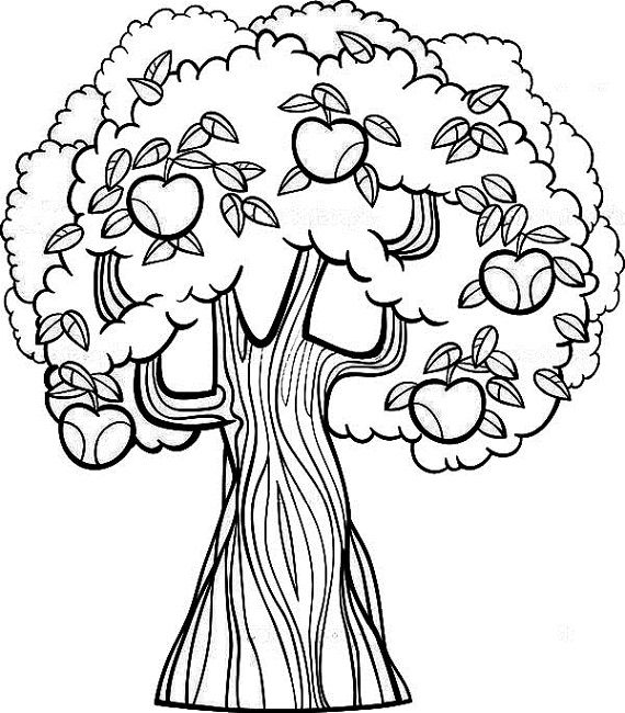 570x650 Fruit Tree Coloring Page Food Fruit Trees