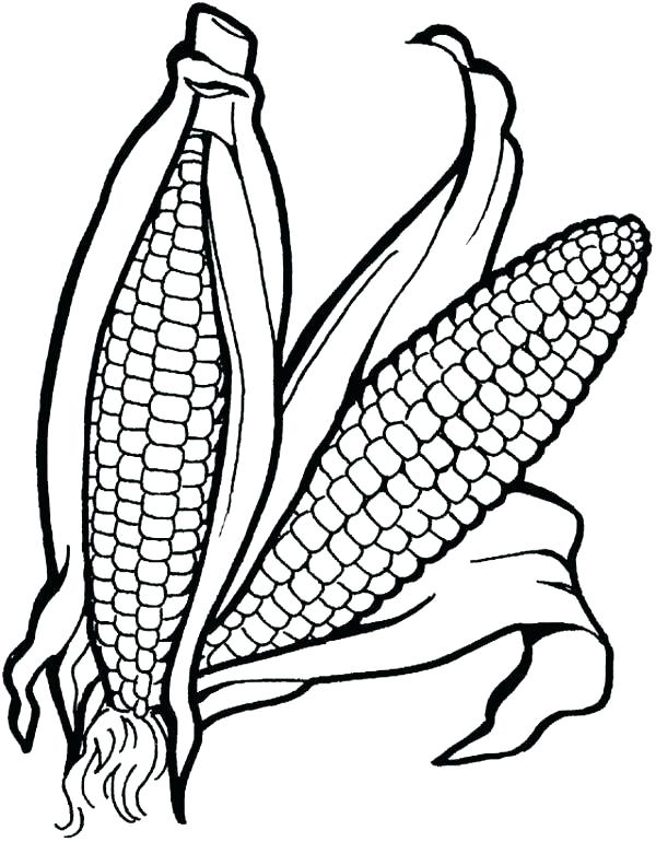 600x770 Indian Corn Coloring Page Corn Coloring Page Fruits And Vegetables