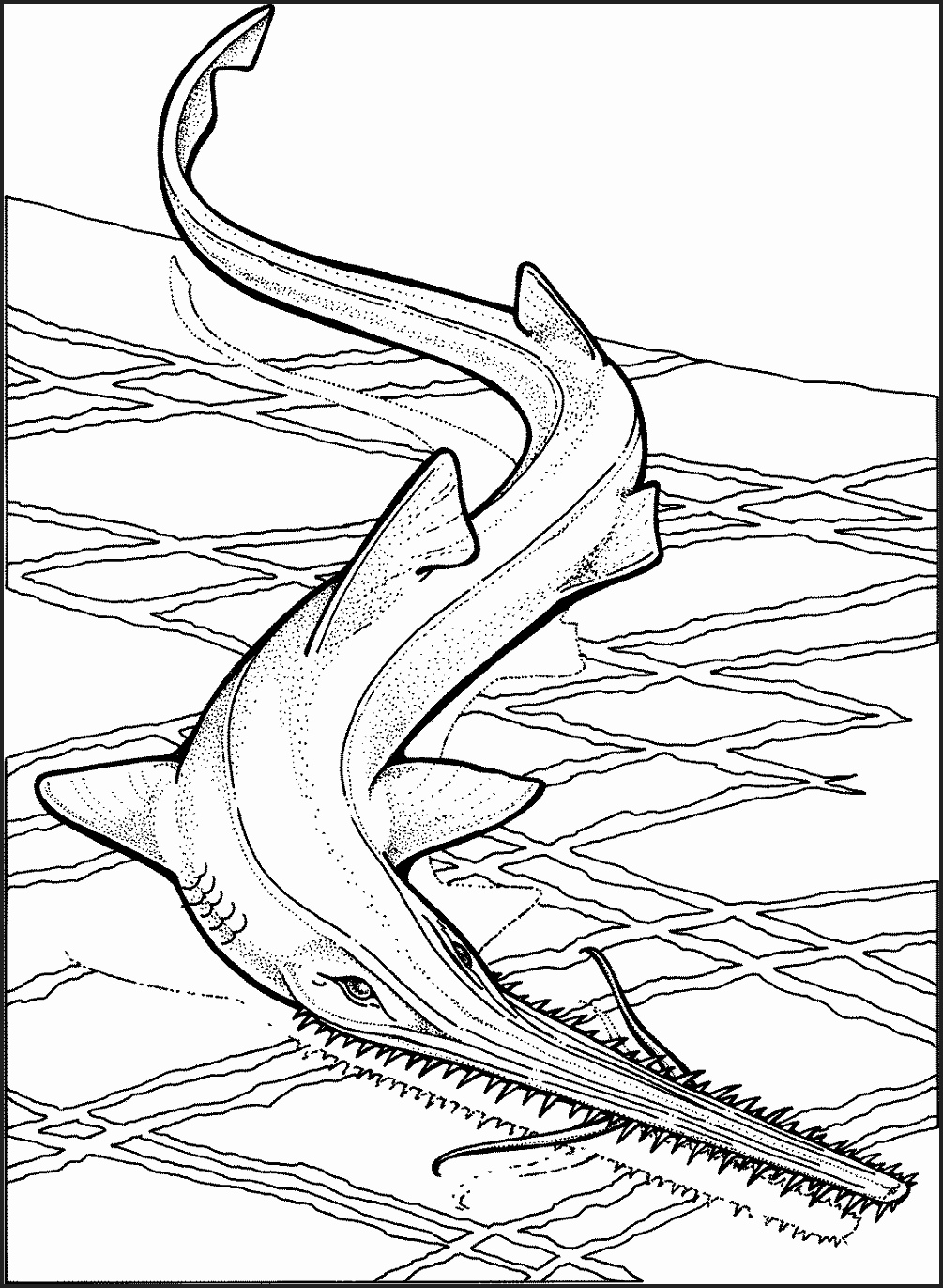1005x1371 Sharks Coloring Pages To Print