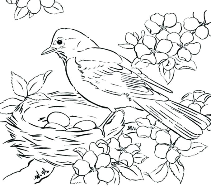 678x600 Bird Printable Coloring Pages