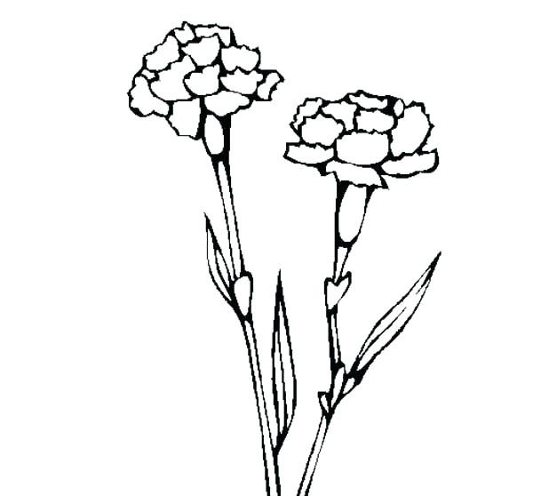 600x558 Coloring Pages How To Draw Coloring Pages Carnation