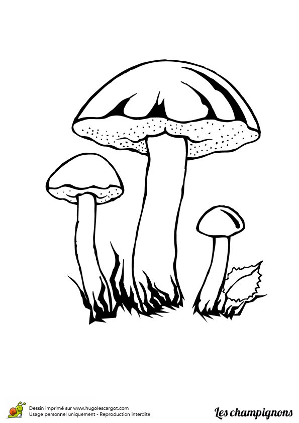 Fungi Coloring Page at GetDrawings | Free download