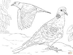 236x177 Domestic Sheeps Coloring Page Furryfishy,feathery,ect Coloring