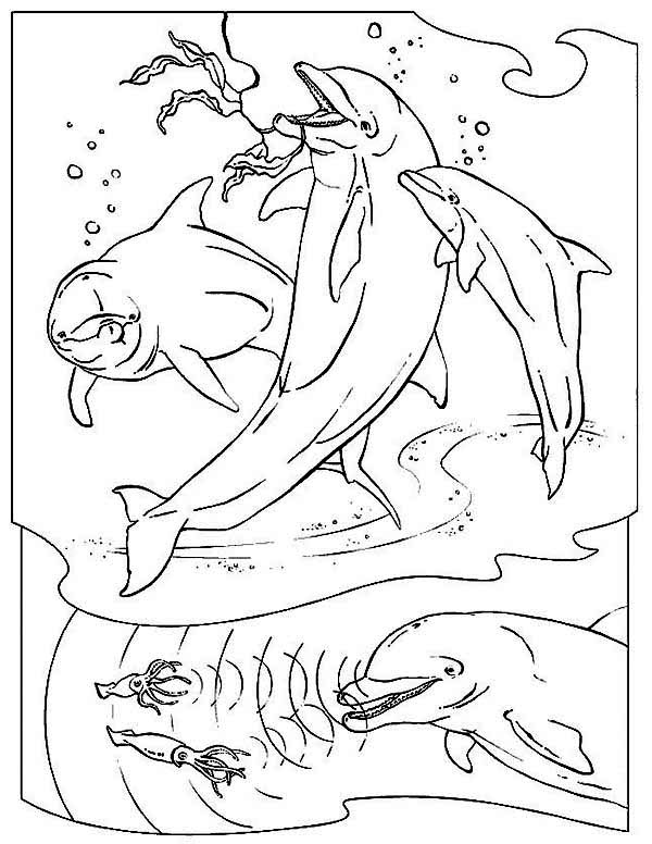 600x776 Three Dolphin Hunting With Sonar Sea Animals Coloring Page Furry