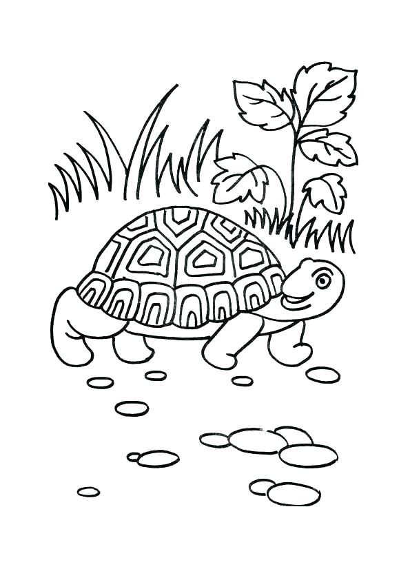 Galapagos Tortoise Coloring Pages at GetDrawings | Free download