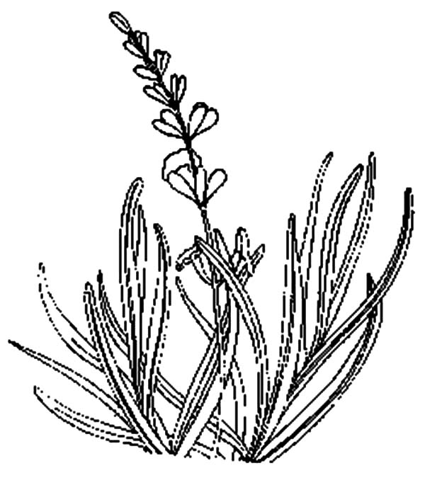 600x675 Gandalf The Gray Coloring Pages