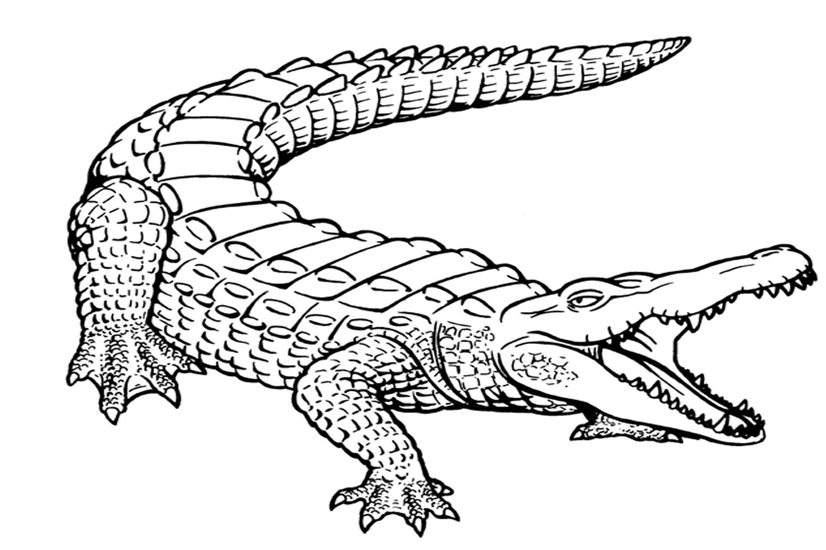 1632x1087 Free Printable Alligator Coloring Pages For Kids Printable