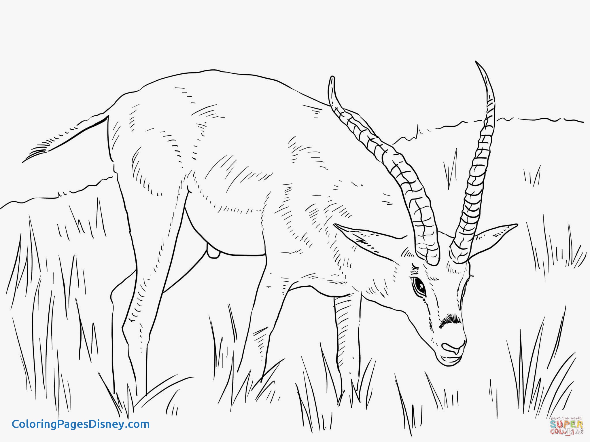 2048x1535 Gazelle Coloring Pages Inspirational Grant S Gazelle Coloring Page