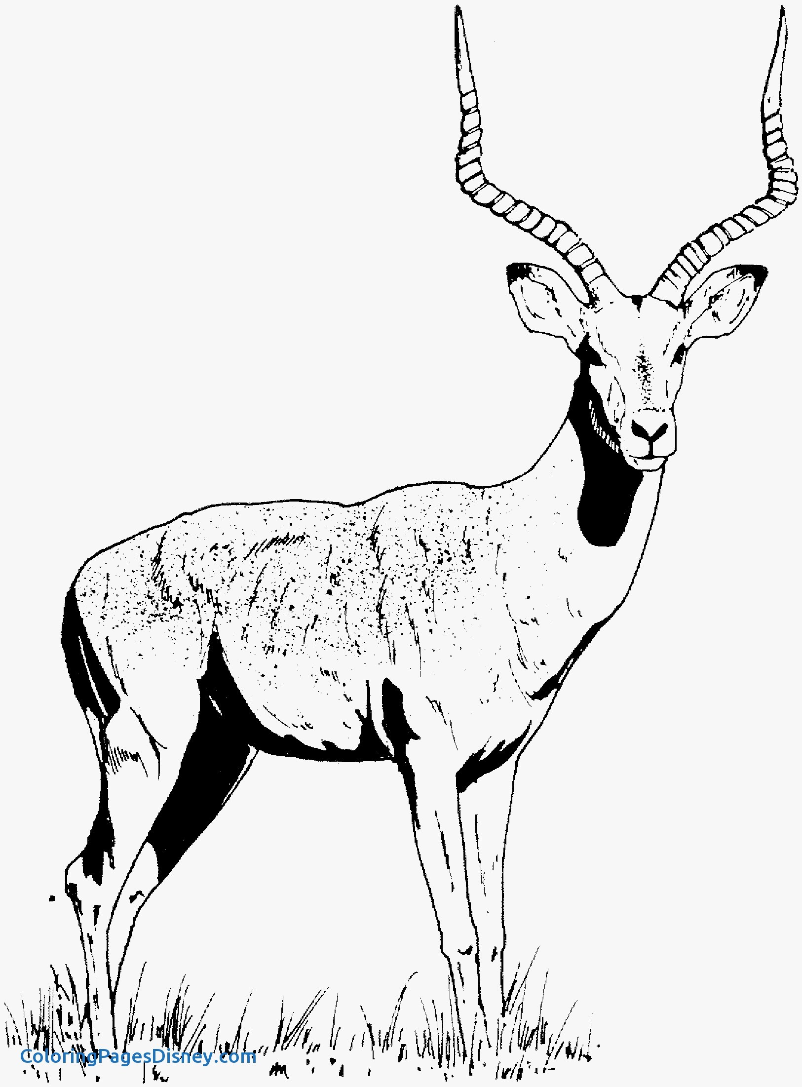 1625x2202 Gazelle Coloring Pages New Free Gazelle Coloring Pages