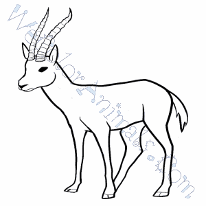300x300 Gazelle Coloring Pages