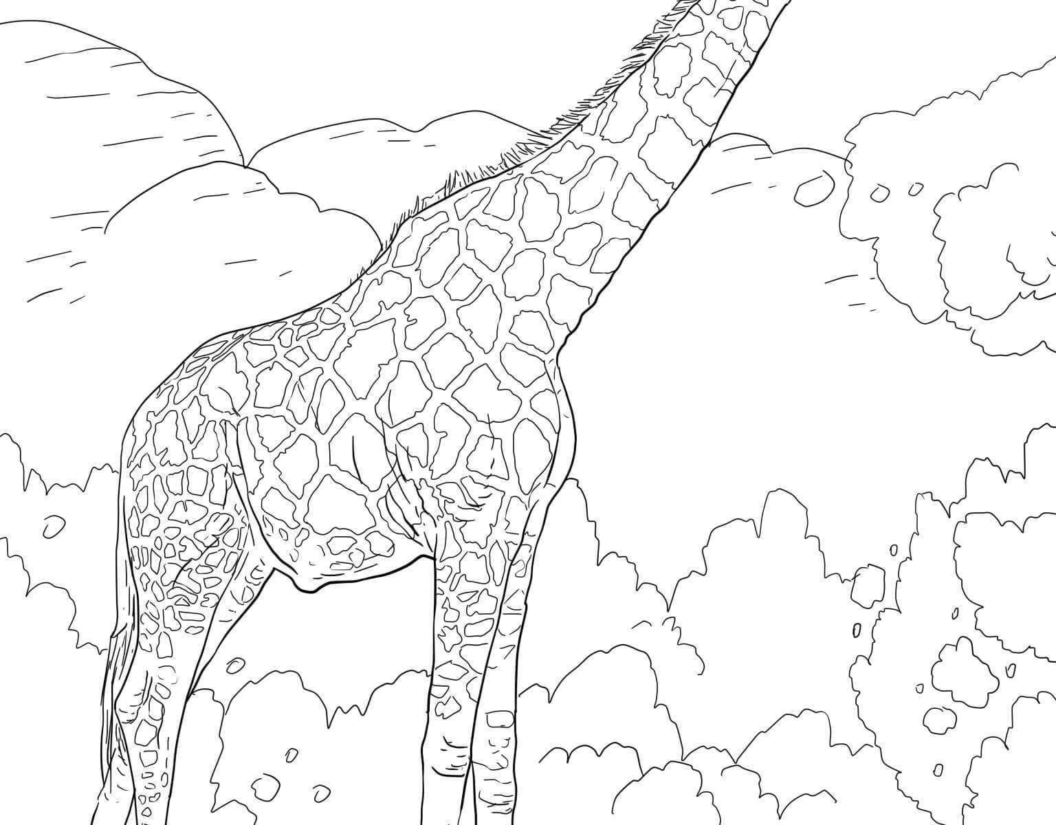 1536x1200 Savanna African Colouring Pages Inofations For Your Free Printable