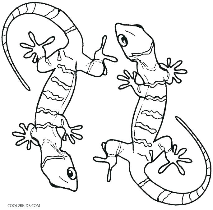 685x676 Gecko Coloring Page Gecko Coloring Pages Epic New For Page My