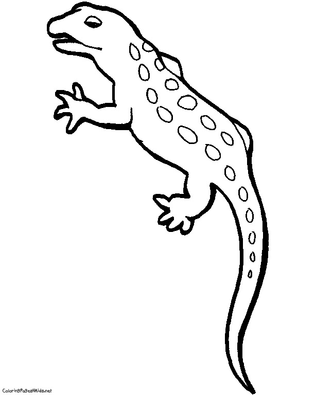 612x768 Gecko Coloring Page Lifetime Lizard Coloring Pages Page Free