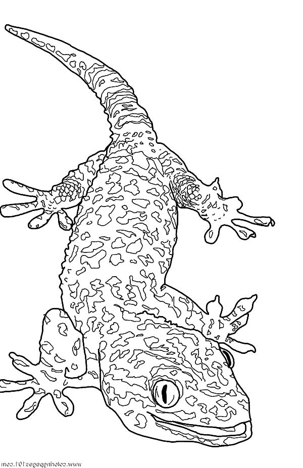 600x927 Inspirational Gecko Coloring Page Coloring Ws