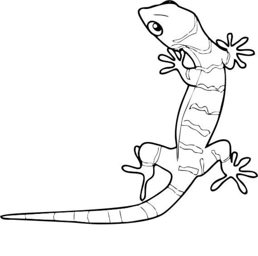 825x821 Gecko Coloring Pages Printable Gecko Coloring Page Pictures