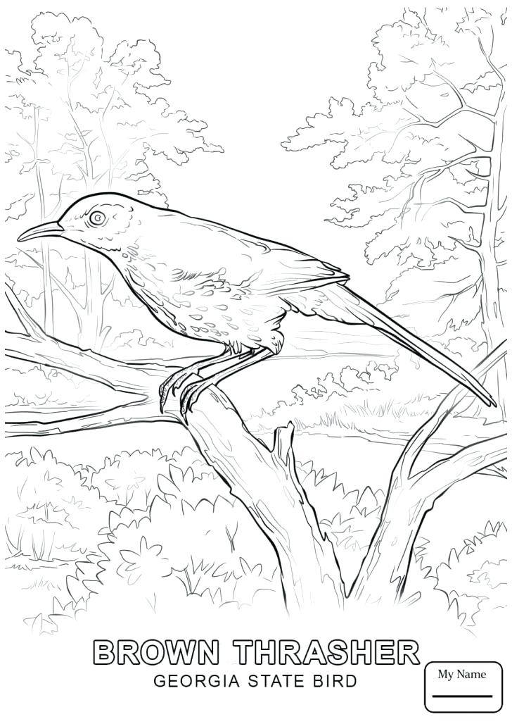 728x1028 Georgia Coloring Pages Bulldogs Coloring Sheet Bulldog Printable