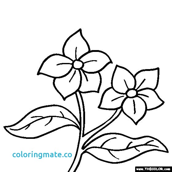 560x560 Floral Coloring Pages Inspirational Free Coloring Pages Of Gerber