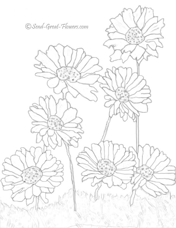 612x792 Free Coloring Pages Of Gerber Daisy Flowers Coloring Pages