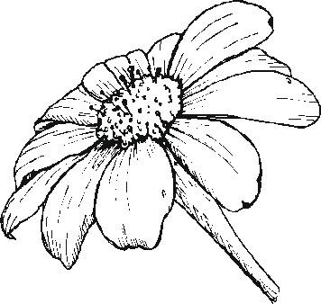 356x338 Gerber Daisy Drawing