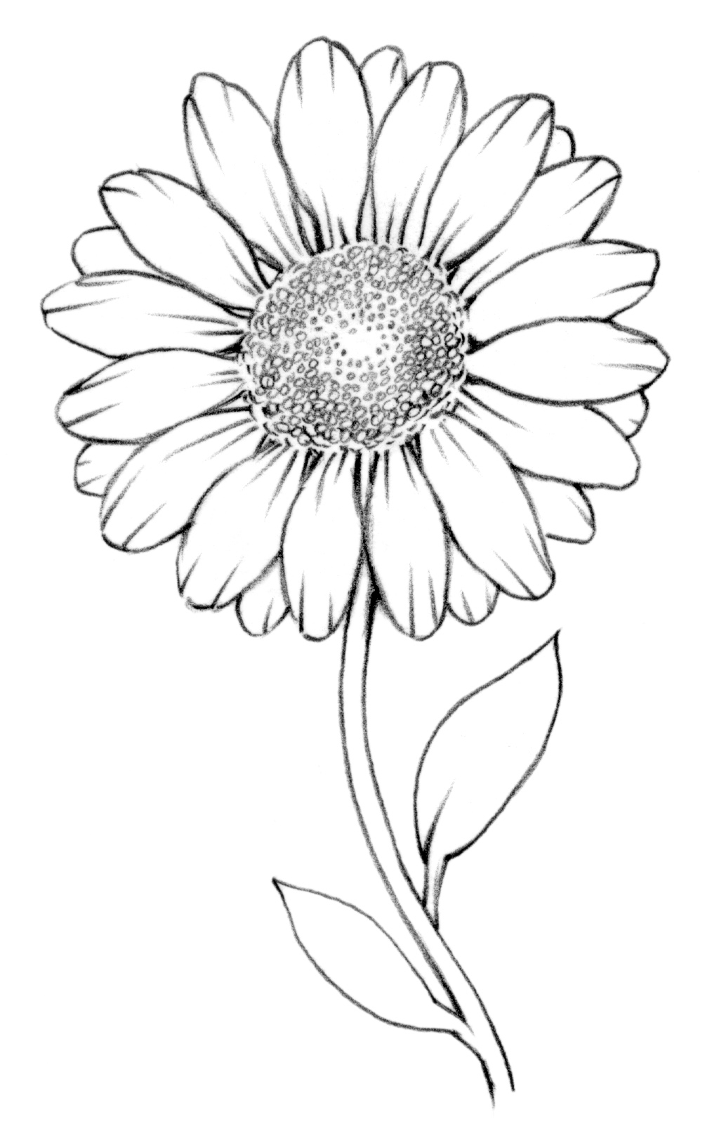 1014x1617 Gerbera Daisy Drawing