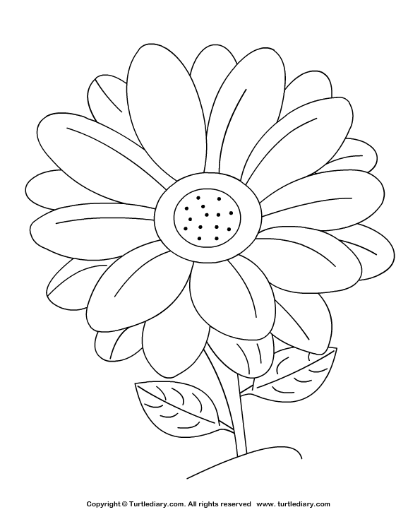 595x725 Gerbera Daisy Coloring Pages