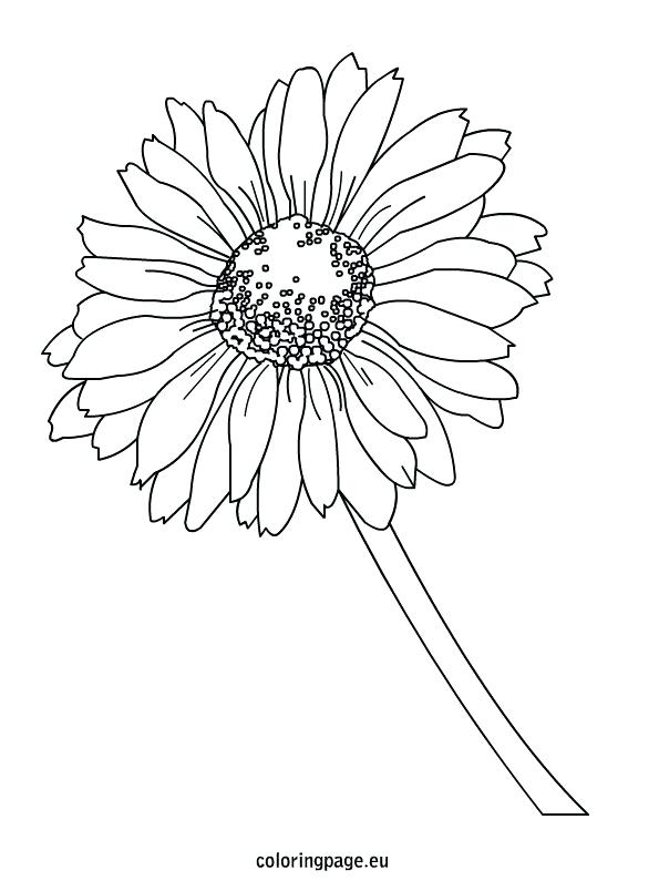 595x804 Here Are Daisy Coloring Pages Images Flower With Ideas