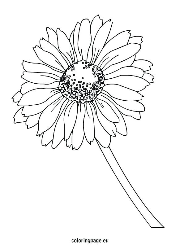 595x804 Coloring Daisy Coloring Page Flower Pages Friends Sheets Daisy