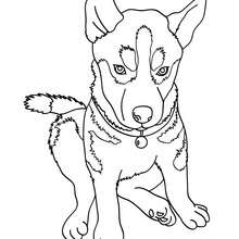 220x220 German Shepherd Puppy Coloring Pages