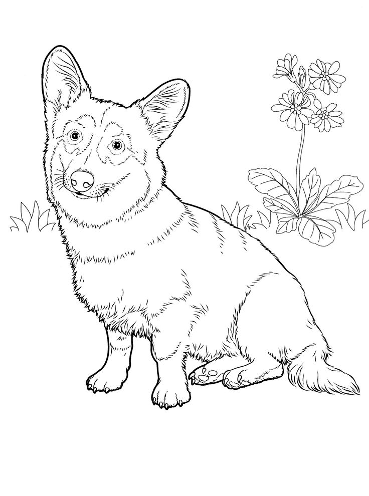 736x990 De Favorite Dog Colouring Pages Bilderna