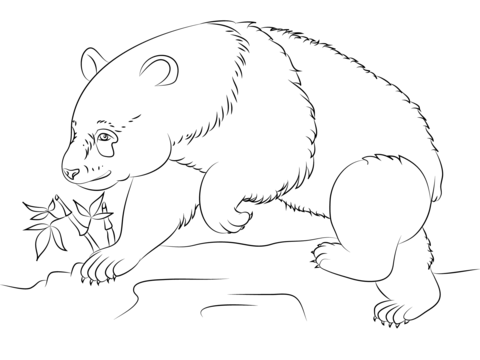 480x360 Giant Panda Bear Walking On The Ground Coloring Pages