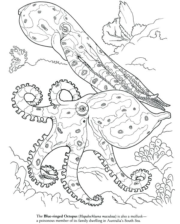 601x750 Squid Coloring Page Giant Squid Coloring Pages Pin Drawn Squid Sea
