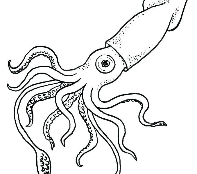 678x600 Squid Coloring Pages