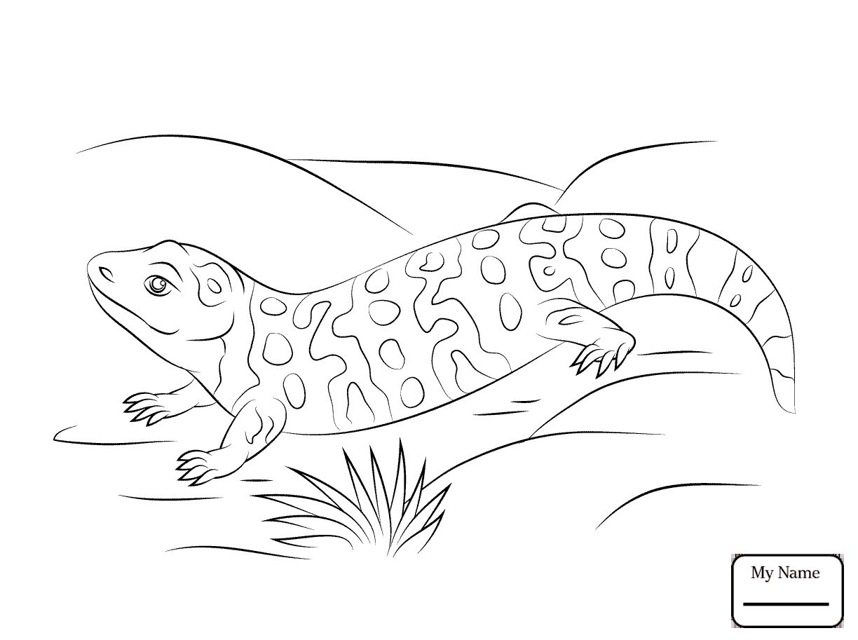 1224x913 Gila Monster Coloring Pages Free Coloring For Kids