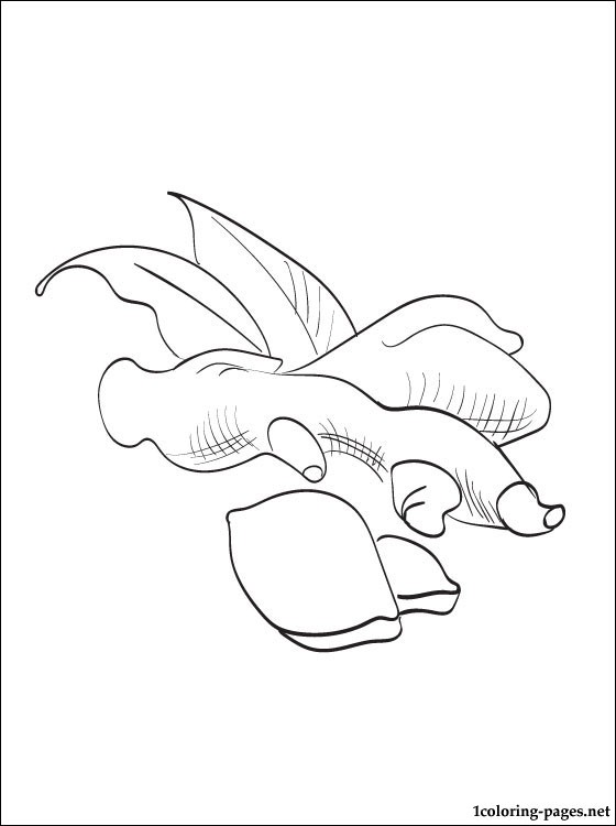560x750 Ginger Coloring Page Coloring Pages