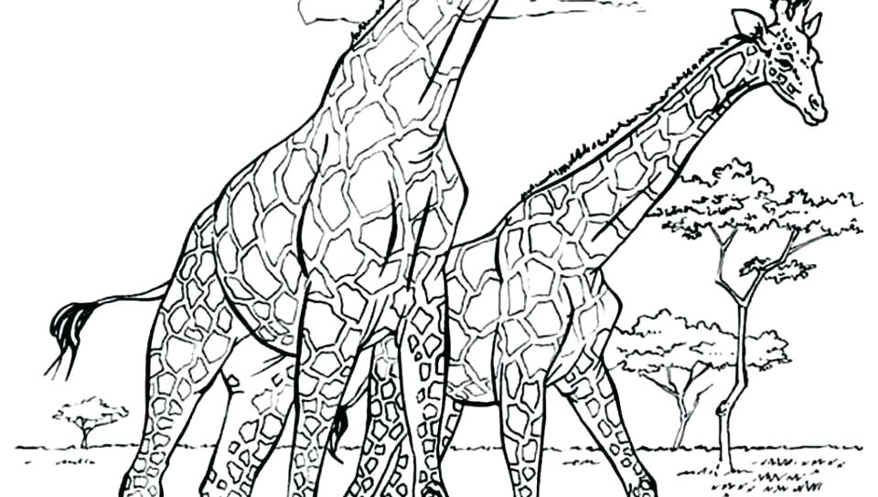 960x544 Giraffe Coloring Pages Cartoon Giraffe Coloring Pages Zoo Giraffe