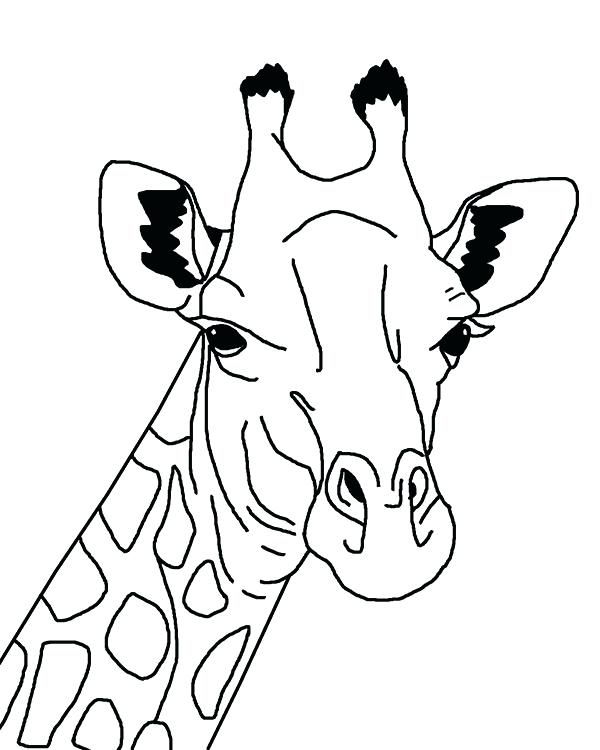 600x750 Giraffe Coloring Sheet S S S Able S Giraffe Coloring Pages