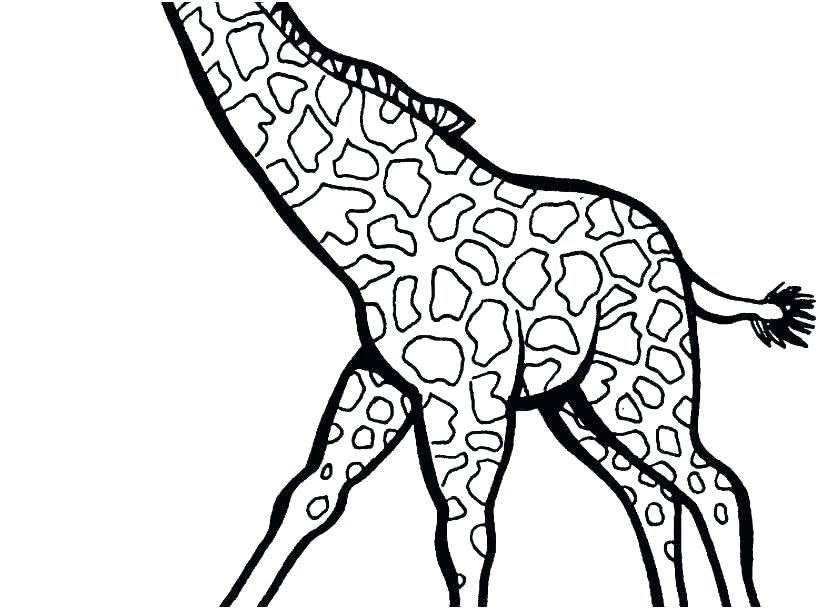 827x609 Giraffes Coloring Pages Giraffe Coloring Pages For Adults