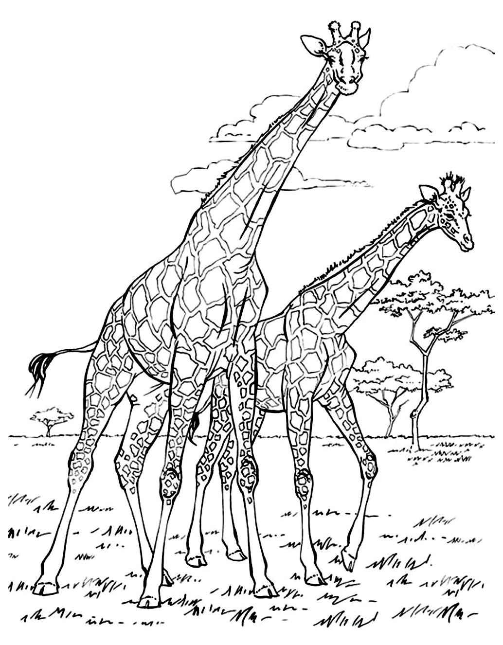 1034x1326 To Print This Free Coloring Page Adult Africa Giraffes