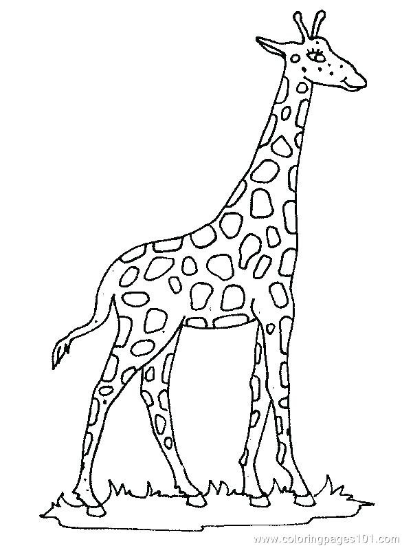 585x794 Giraffe Coloring Page Baby Giraffe Coloring Page Giraffe Colouring