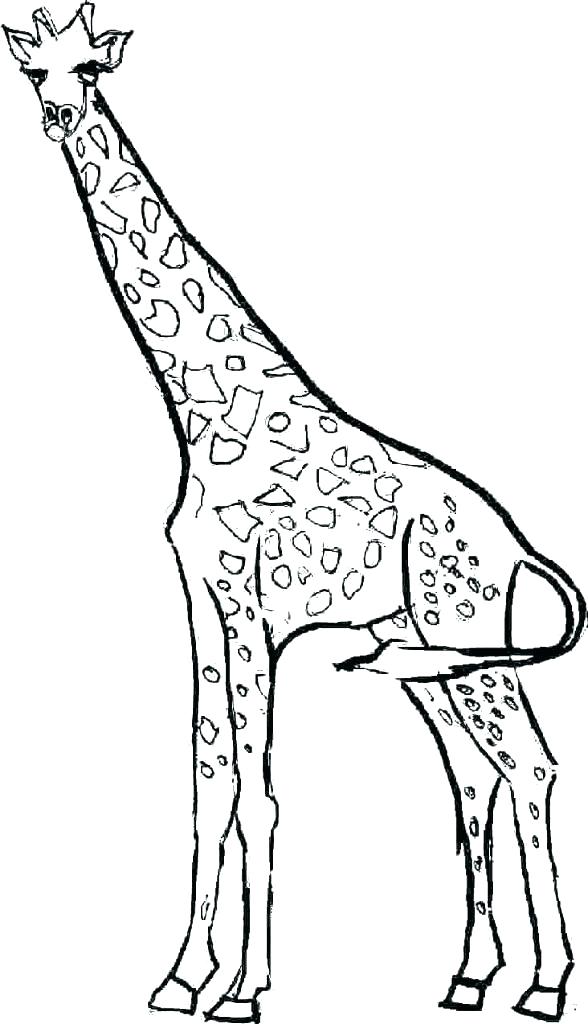 588x1024 Printable Giraffe Giraffe Coloring Picture Giraffe Template