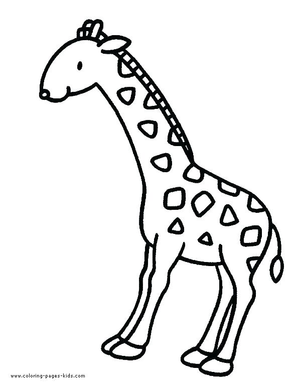 590x769 Giraffe Color Page Giraffe Coloring Page Baby Giraffe Color